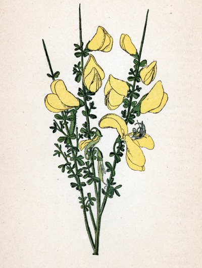 Brem (Cytisus scoparius) Botanische plaat uit 