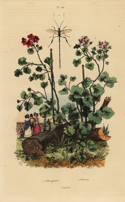 Geraniumsoorten, Pelargonium daveyanum 1 en Pelargonium macranthon 2 door Unbekannt