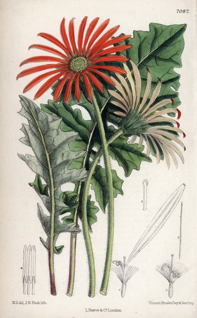 Gerbera jamesoni, oranje bloem afkomstig uit Transvaal (Zuid-Afrika). Tekening door Matilda Smith (1854-1926), Lithografie door John Nugent Fitch in Curtis Botanical Magazine, door Joseph Dalton Hooker, gepubliceerd in Londen, Engeland, door L. Reeve en door Unbekannter Künstler