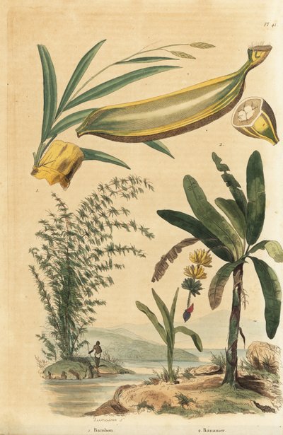 Reuzenstekelige bamboeplant, Bambusa bambos (Bambos arundinacea) en bananenboom met fruit en dwarsdoorsnede, Musa paradisiaca door Unbekannt