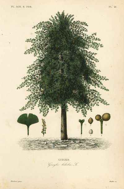 Ginkgo of maagdenhaarboom, Ginkgo biloba, Gingko biloba, gingko door Unbekannt