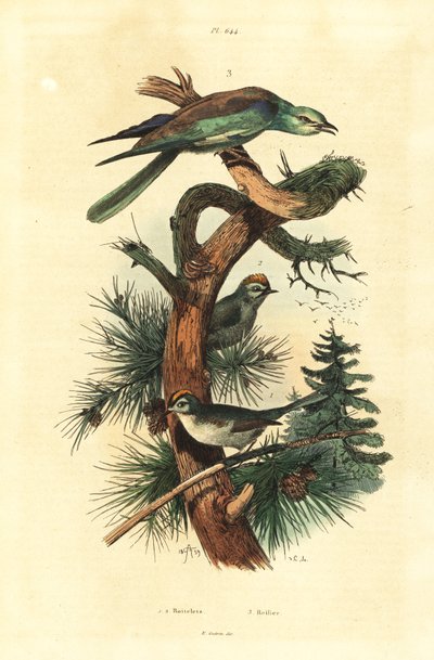 Goudhaantjes, Regulus regulus, en Europese scharrelaar, Coracias garrulus door Unbekannt