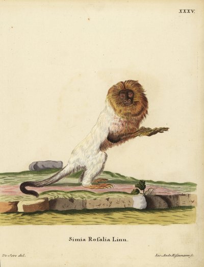 Gouden leeuwaapje of gouden marmoset, Leontopithecus rosalia. Bedreigd. Simia rosalia Linn. Handgekleurde kopergravure door Jakob Andreas Eisenmann naar een illustratie van Jacques de Seve uit Johann Christian Daniel Schreber