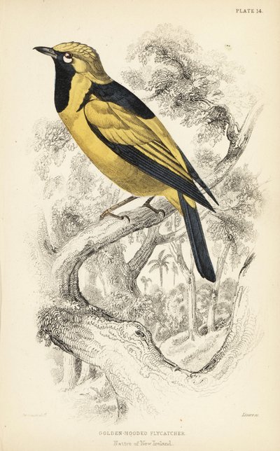 Gouden monarch. Handgekleurde staalgravure door William Lizars naar een illustratie van William Swainson uit Sir William Jardine