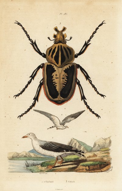 Goliathkever, Goliathus goliatus, en stormmeeuw, Larus canus door Unbekannt