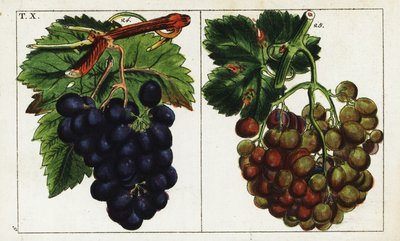 Druivensoorten, Vitis vinifera door Unbekannter Künstler