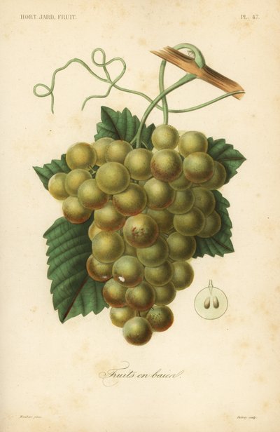 Druiven, Vitis vinifera door Unbekannt