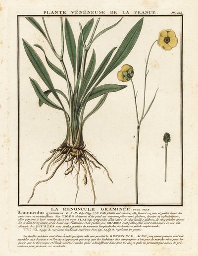 Grasbladige boterbloem, Ranunculus gramineus door Unbekannter Künstler