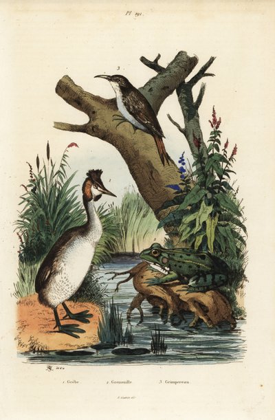 Fuut, Podiceps cristatus, groene kikker, Pelophylax esculentus, en boomkruiper, Certhia familiaris door Unbekannt