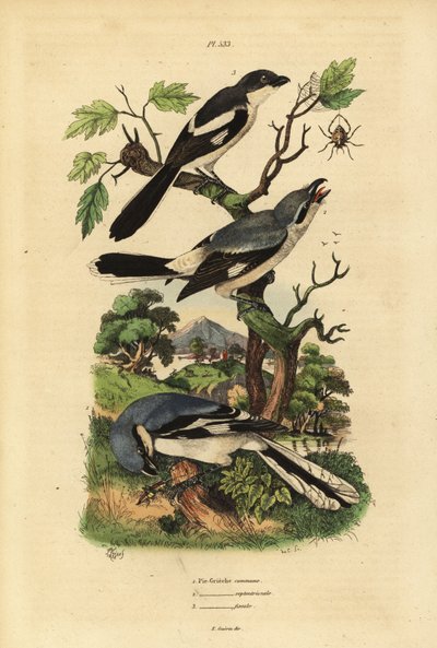 Grote klauwier, Lanius excubitor, grijsrugklauwier, Lanius excubitoroides, en klauwier, Lanius collaris door Unbekannt
