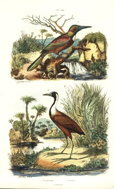 Grote jakamar, Jacamerops aureus, en noordelijke jacana, Jacana spinosa door Unbekannt