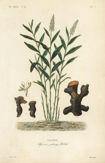 Grote galanga of Thaise galanga, Alpinia galanga, Galanga door Unbekannt
