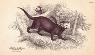 Grote grison, Gallictis vittata - William Jardine