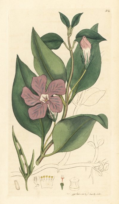 Grote maagdenpalm, Vinca major (grote maagdenpalm) door Unbekannter Künstler