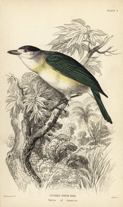 Groenrug becard. Handgekleurde staalgravure door William Lizars naar een illustratie van William Swainson uit Sir William Jardine