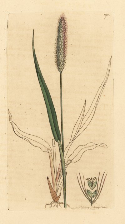 Groene vossenstaartgras, Setaria viridis. Handgekleurde kopergravure naar een tekening van James Sowerby voor James Smith