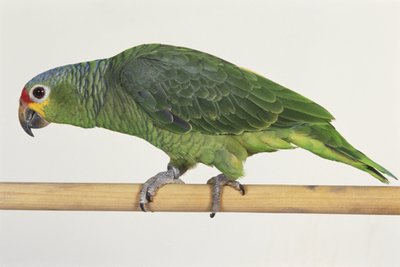 Groene papegaai loopt op houten staaf, zijaanzicht door Unbekannt