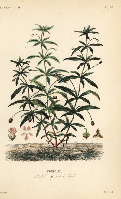 Groenviooltje of bochelbloem, Hybanthus calceolaria, Pombalia ipecacuanha, Pombalie door Unbekannt