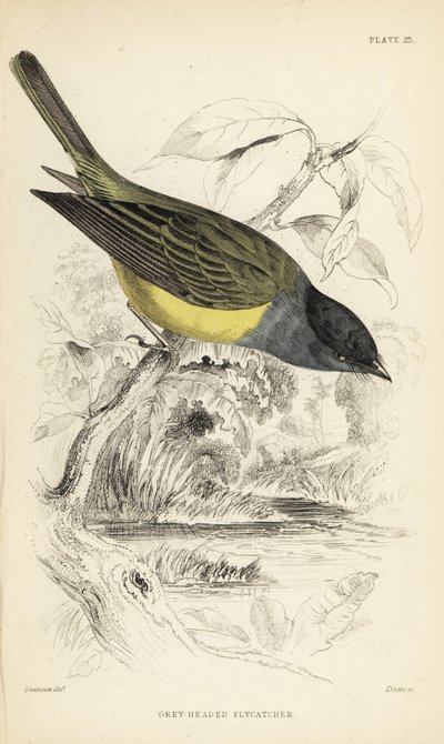 Grijskop-kanarie vliegenvanger. Handgekleurde staalgravure door William Lizars naar een illustratie van William Swainson uit Sir William Jardine