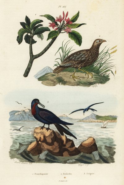 Grijsvleugelpatrijs, Scleroptila afra, grote fregatvogel, Fregata minor, en rode frangipani, Plumeria rubra door Unbekannt