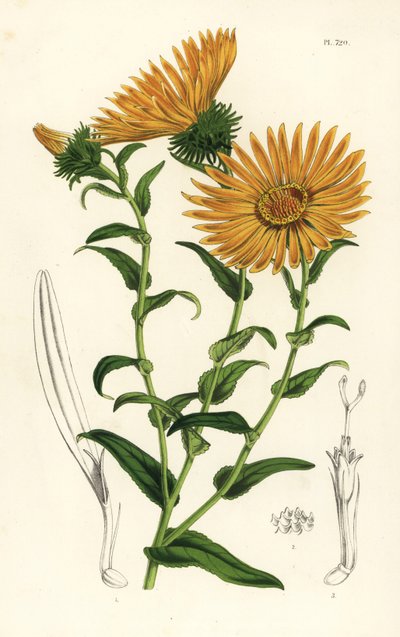 Grindelia grandiflora. Handgekleurde lithografie uit Louis van Houtte en Charles Lemaire