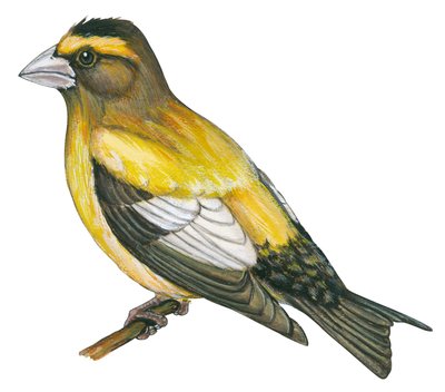 Gros bec errant - Avondroodmus (Coccothraustes vespertinus) door Unbekannter Künstler