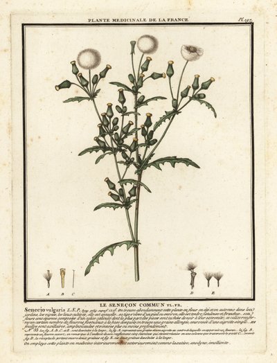 Kruiskruid, Senecio vulgaris door Unbekannter Künstler