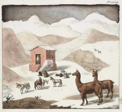 Guanaco
