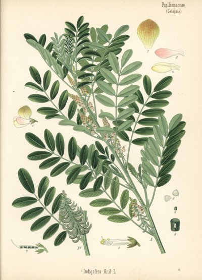 Guatemalteekse indigo of kleinbladige indigo, Indigofera suffruticosa (Indigofera anil). Chromolithografie naar een botanische illustratie uit Hermann Adolph Koehler