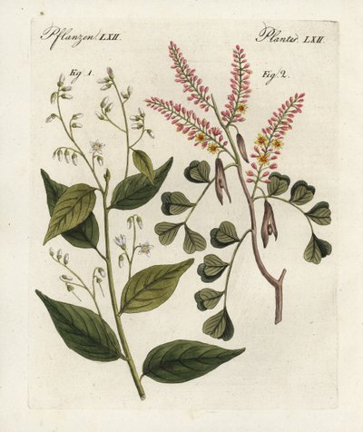 Gom benjamin boom, Styrax benzoin en haematoxylon campechianum. Handgekleurde kopergravure uit Bertuch