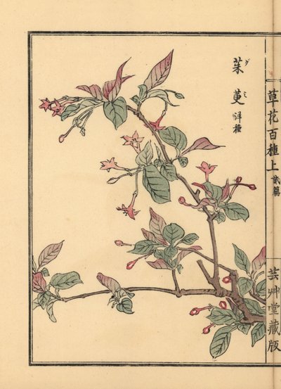 Gumi, natsugumi of kerszilverbes, Elaeagnus multiflora. Populair als sierplant of bonsaiboom. Handgekleurde houtblokdruk door Kono Bairei uit Kusa Bana Hyakushu (Honderd Variëteiten van Bloemen), Tokio, Yamada door Unbekannter Künstler