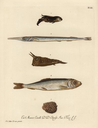 Gurnard, Chelidonichthys soorten 1, naaldvis, Belone belone 2, langhoorn koffervis, Lactoria cornuta 3, haring, Clupea harengus 4, en weinig-gespinde kogelvis, Chilomycterus reticulatus 5. Handgekleurde koperplaat gravure naar een illustratie van Johann door Unbekannter Künstler