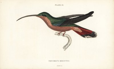 Harige kolibrie, Glaucis hirsutus (Roodborstheremiet, Trochilus hirsutus) - William Jardine