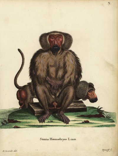 Hamadryas baviaan, Papio hamadryas. Simia hamadryas Linn. Handgekleurde kopergravure door Tyroff naar een illustratie door George Edwards uit Johann Christian Daniel Schreber