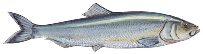 Haring - Atlantische haring (Clupea harengus) door Unbekannter Künstler