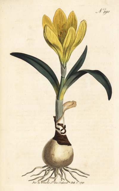 Oogst - Herfstnarcis, Sternbergia lutea (Gele amaryllis, Amaryllis lutea) - Handgekleurde kopergravure uit William Curtis