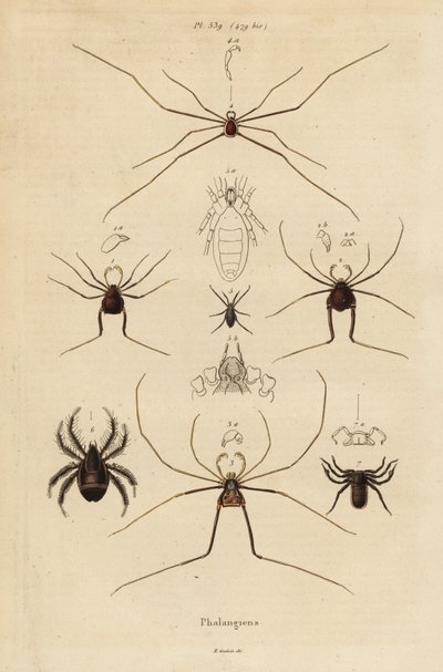 Hooiwagens, oogsters of langpootmuggen, Opiliones soorten door Unbekannt