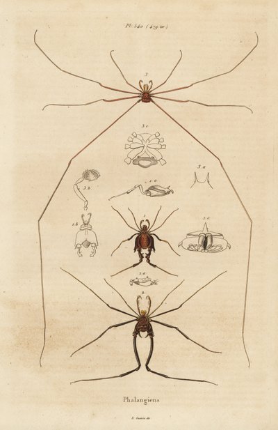 Hooiwagens, oogsters of langpootmuggen, Opiliones soorten door Unbekannt