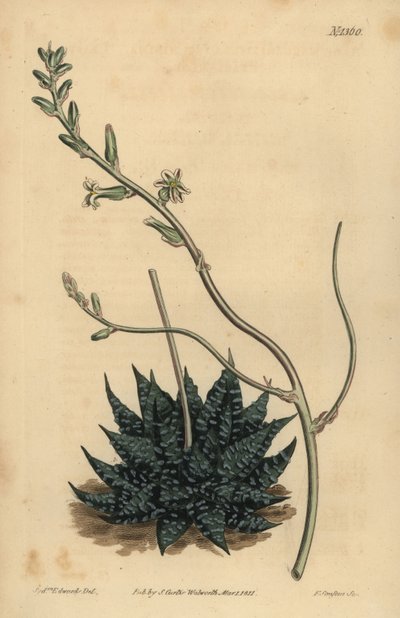 Haworthia minor of Tulista minima (Kleine parel aloë, Aloe margaritifera minima) door Unbekannt