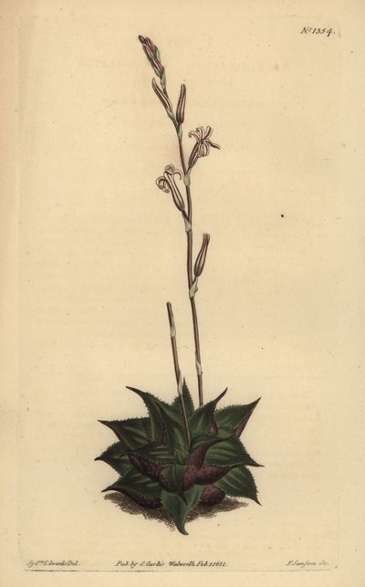 Haworthia mirabilis (Ruwbladige kussen aloë, Aloe mirabilis) door Unbekannt