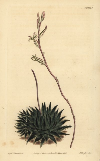 Haworthia pumila of Tulista pumila (Donkerbladige spin aloë, Aloe arachnoides pumila) door Unbekannt