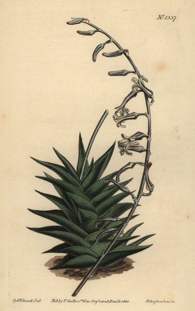 Haworthia viscosa (Stijve aloë, Aloe rigida) door Unbekannt