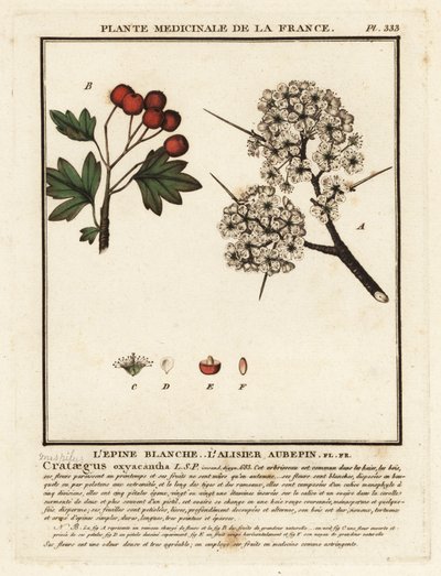 Meidoorn, Crataegus rhipidophylla door Unbekannter Künstler