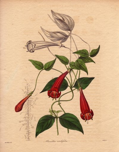 Hartblad manettie (Manettia cordifolia). Klimplant met ovaal en felgroen blad, en overvloedige rode buisvormige bloemen. Illustratie door Augusta Innes Withers (1793-1877), in The Botanist, serie door Benjamin Maund in vijf delen, gepubliceerd tussen 1836  door Unbekannter Künstler