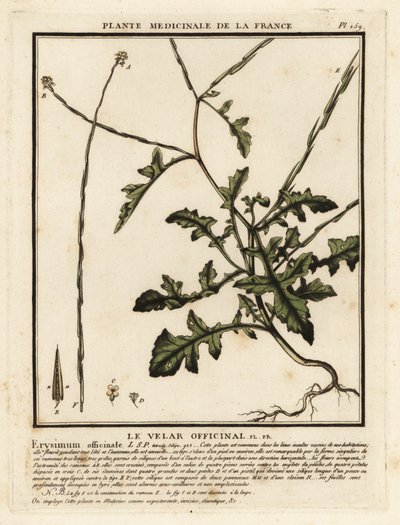 Heggemosterd, Sisymbrium officinale door Unbekannter Künstler