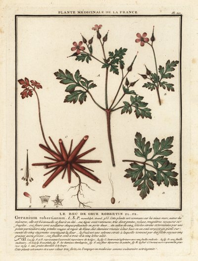 Robertskruid, Geranium robertianum door Unbekannter Künstler