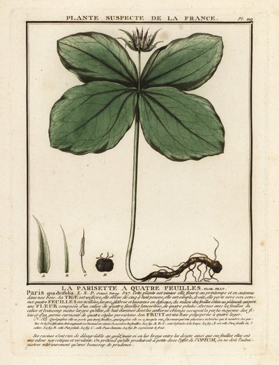 Eenbes, Paris quadrifolia door Unbekannter Künstler