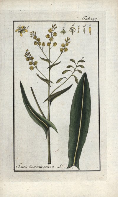 Kruid van St. Philip (Isatis tinctoria sativa). Lithografie uit 
