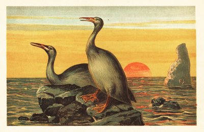 Hesperornis regalis, uitgestorven aalscholverachtige vogel. 1908 (lithografie) door Unbekannter Künstler