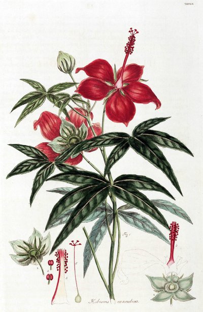 Hibiscus door Unbekannt
